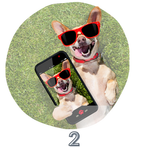 photo of a cute dog with sunglasses on taking a selfie with an iphone